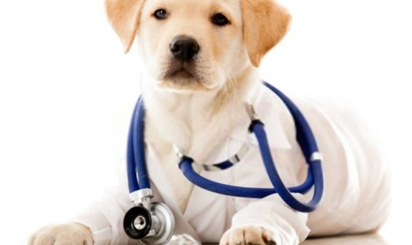 manisa veteriner klinikleri-i65b26b0b4dfe7.jpg